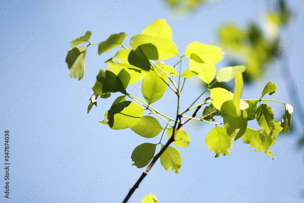 Obraz premium Leaves Tropical forest trees texture background wallpaper