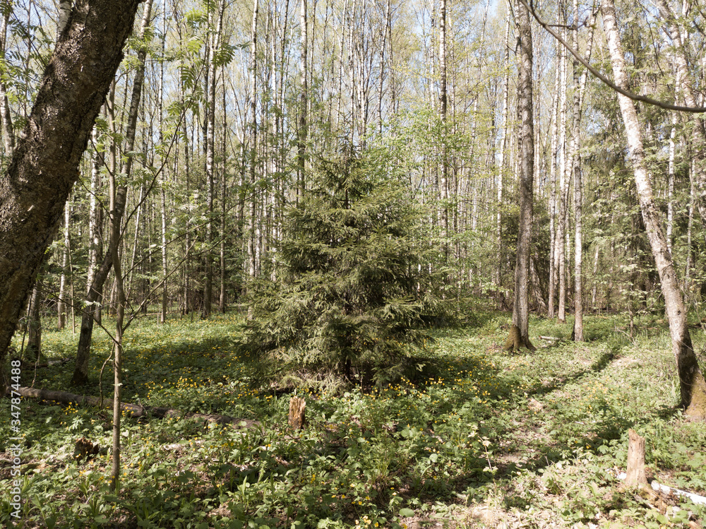 May blooming greens in Salaryevo park on a sunny May day May blooming greens in Salaryevo park on a sunny May day
