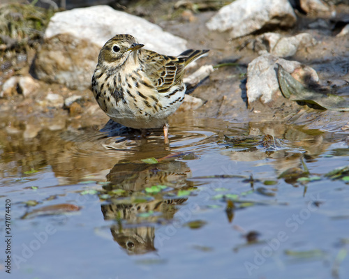 Meadow Pipit on the pond edge drinking