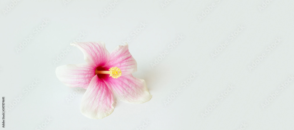 bright large flowers and buds of pink and white hibiscus isolated on white background