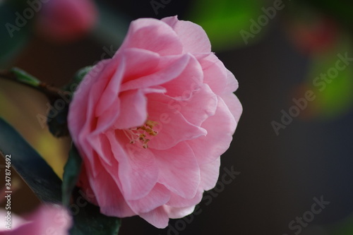 A pink petal of Camellia japonica 