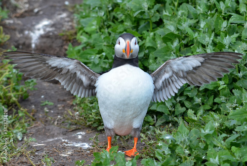 Puffin with wings spread flashing © Barry
