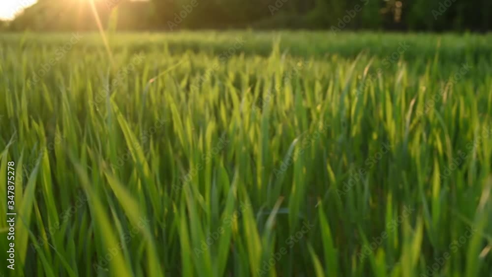 field of green grass at sunset
field of green grass at sunset