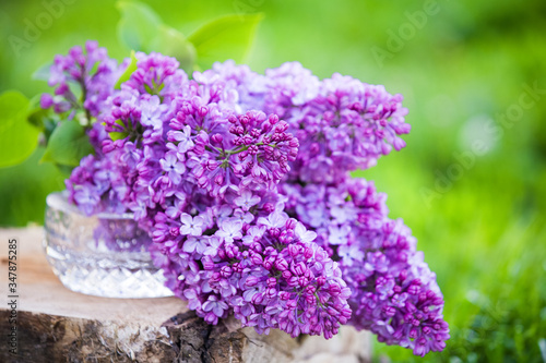 Common Purple Lilac (Syringa vulgaris) spring background