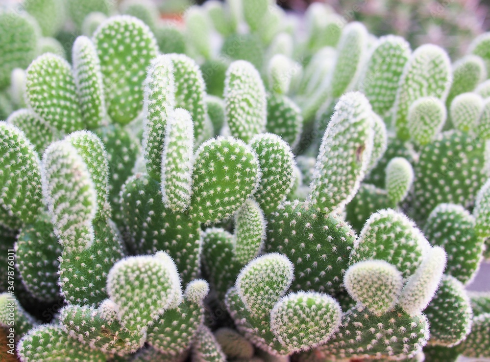 small cactus in the pot small cactus in the pot