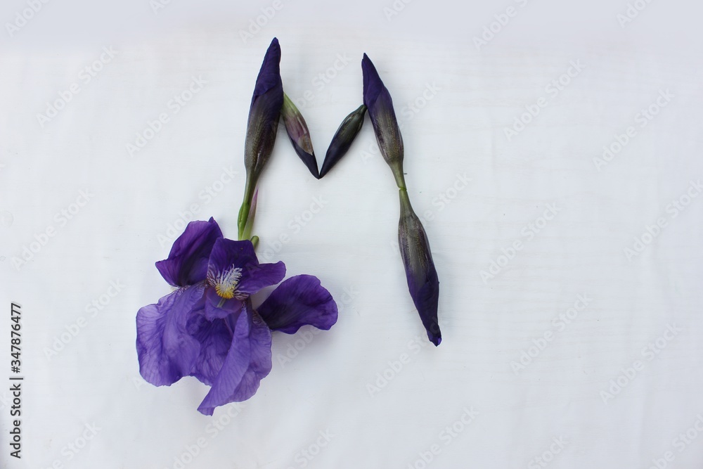 Letter M of purple iris flowers on a white background. Spring concept. Flat lay. Floral letters of the alphabet for design and decoration. Alphabet made of blue flowers.