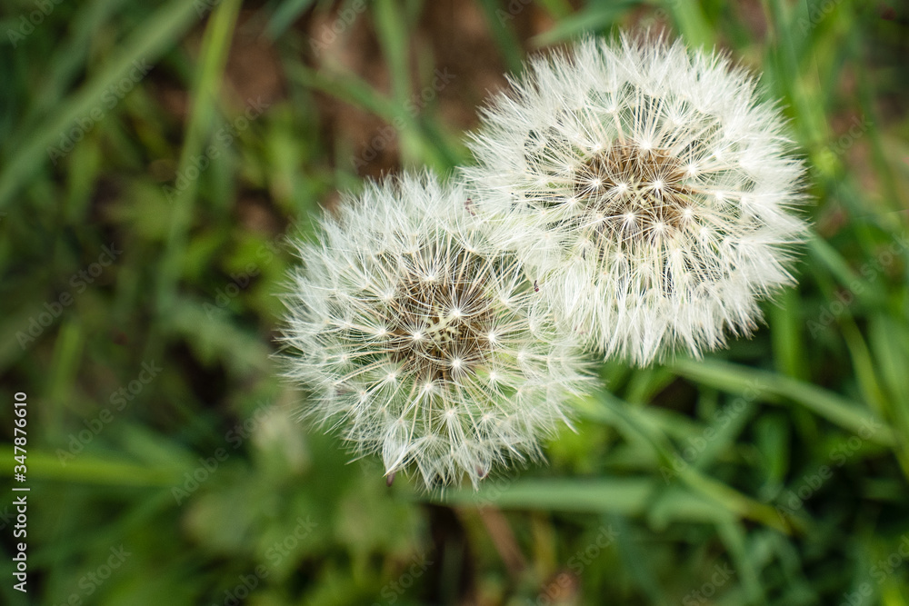 two lovely dandelion together on green gras background two lovely dandelion together on green gras background