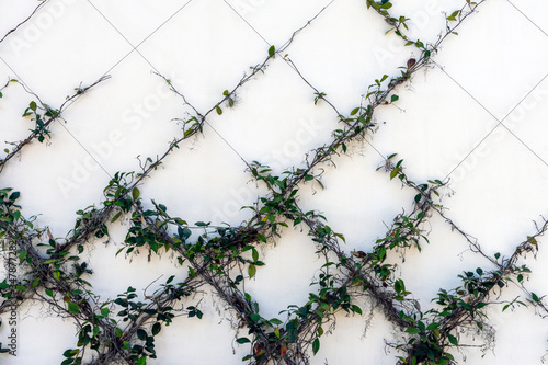 Принти на полотні Green vines are trained to grow on a wire frame on a wall, and will create an elegant minimalist botanical diamond pattern when finished
