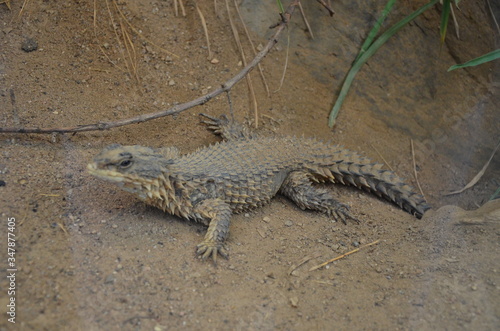 Принти на полотні Sungazer, giant girdled lizard or giant dragon lizard or giant zonure (Smaug giganteus, syn