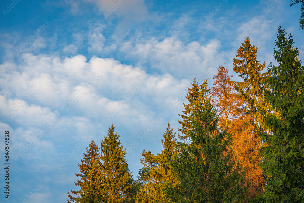Fototapeta premium Spring sunset sky with white clouds and colorful forest