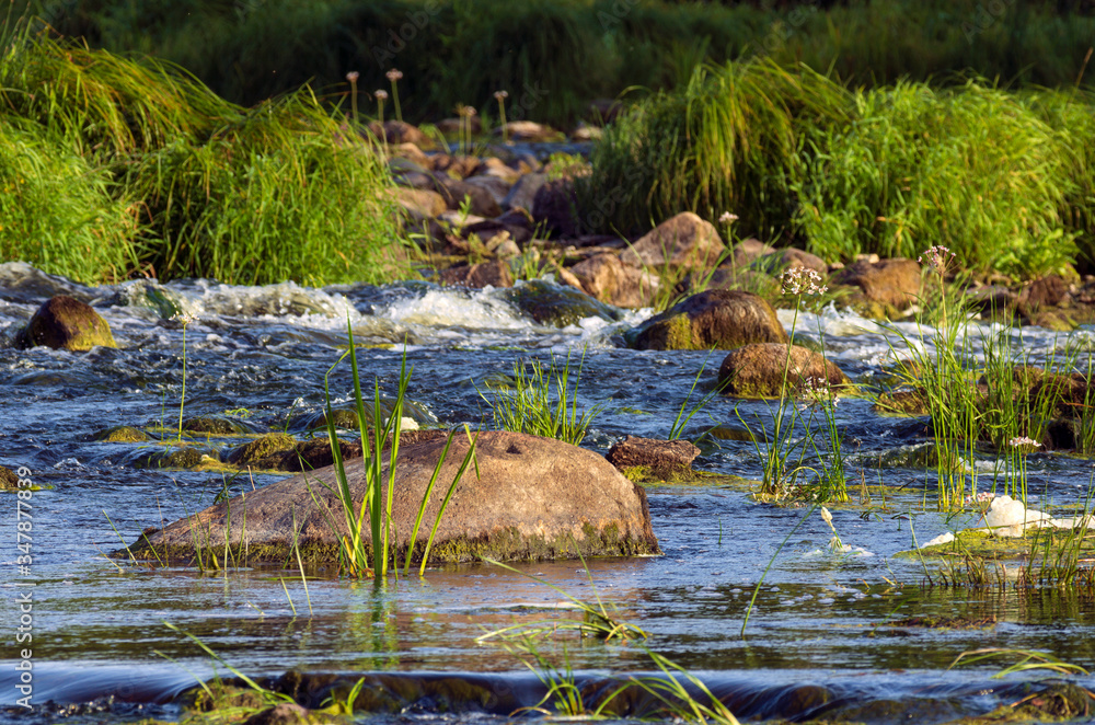 River rapids with a large boulder and grasses on a summer morning River rapids with a large boulder and grasses on a summer morning