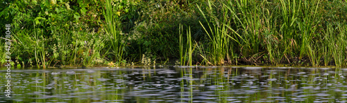 Beautiful summer panorama with green grasses reflected in the river