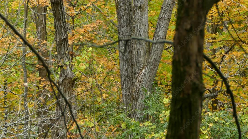Small bird climbs tree trunk in autumn forest Small bird climbs tree trunk in autumn forest