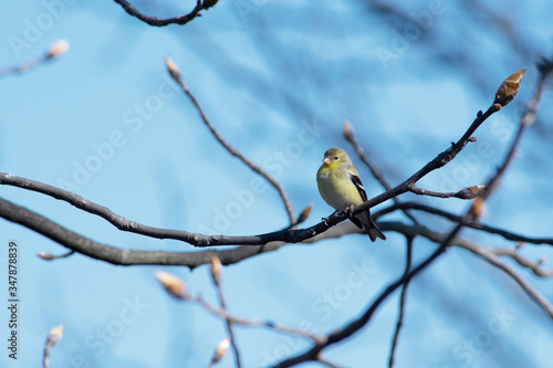 Goldfinch male close up in early spring