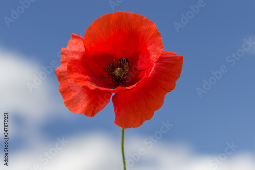Beautiful red flower with the sky in the background