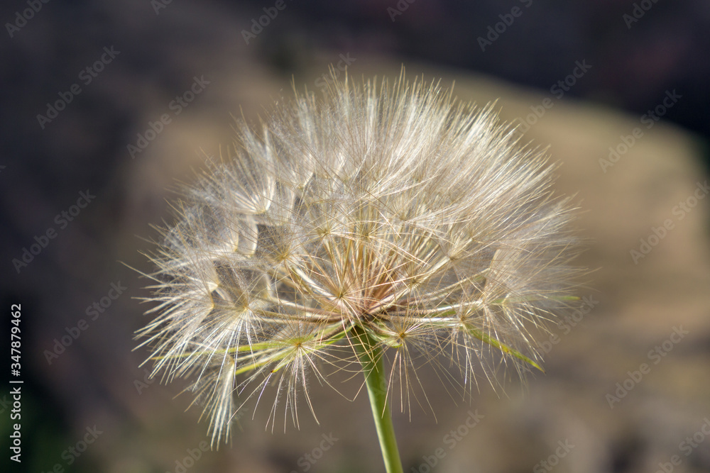 Beautiful dandelion flower with the sky in the background