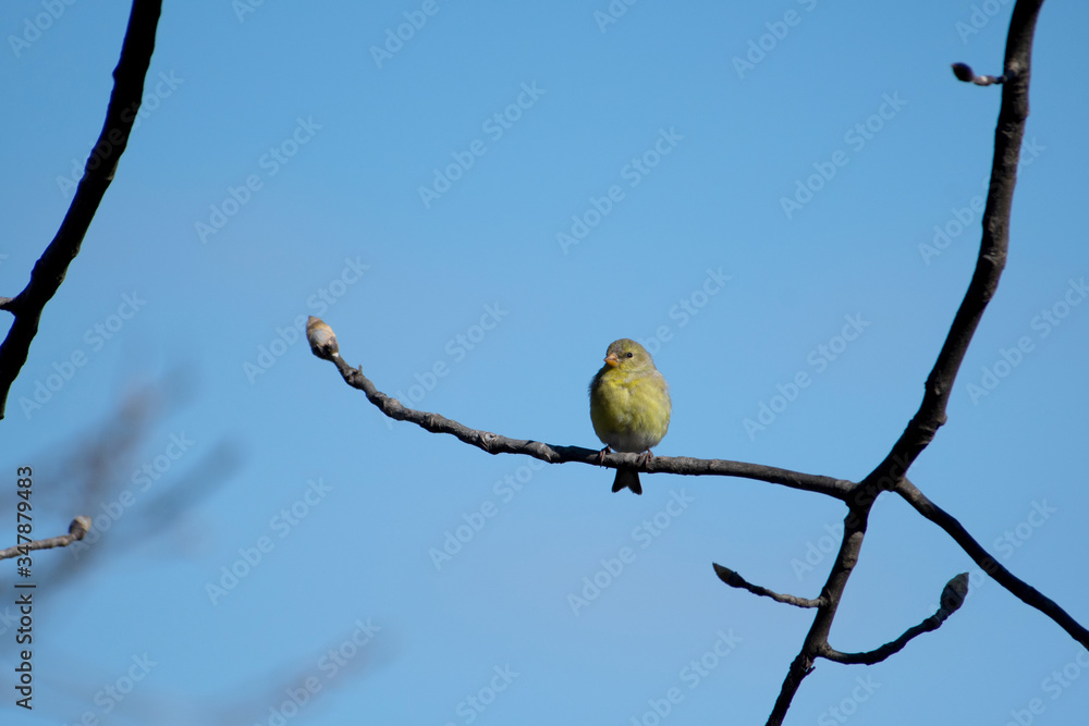 Obraz premium Goldfinch male close up in early spring