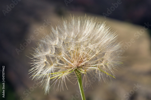 Beautiful dandelion flower with the sky in the background