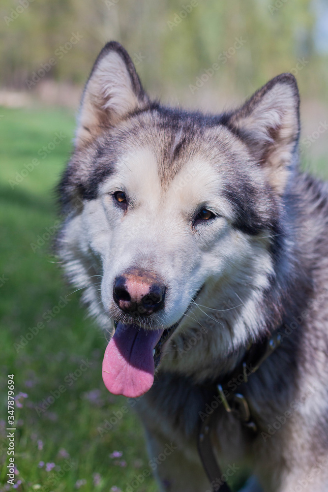 Portrait of a beautiful purebred dog Alaskan Malamute