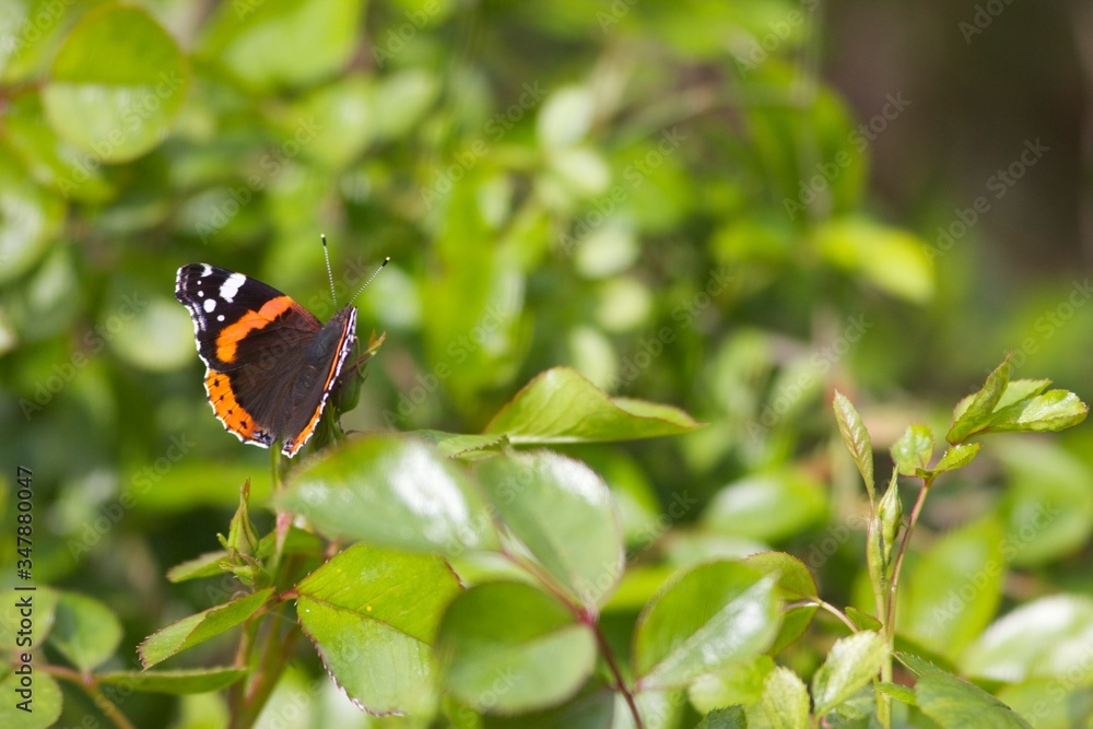 mariposa mariposa