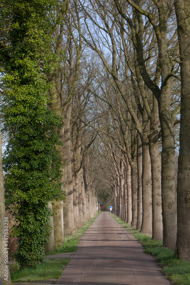 Lane at Maatschappij van Weldadigheid Frederiksoord Netherlands. Lane at Maatschappij van Weldadigheid Frederiksoord Netherlands.