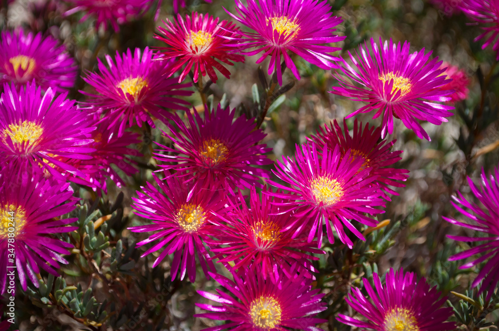 he Dark Pink Flowers Of Delosperma cooperi, Cooper's Iceplant, G he Dark Pink Flowers Of Delosperma cooperi, Cooper's Iceplant, G
