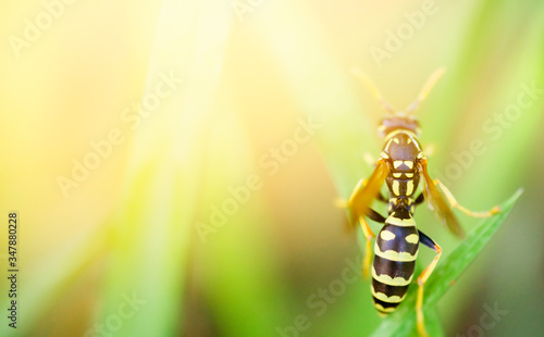 wasp on a blade of grass photo