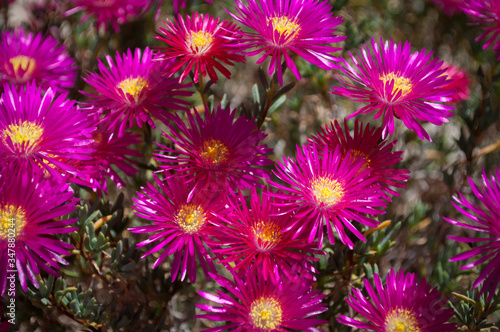 he Dark Pink Flowers Of Delosperma cooperi, Cooper's Iceplant, G