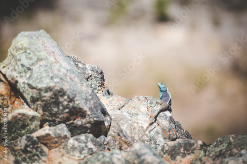 Close up image of a rock agama sitting on a rock in the Cederberg in South Africa photo