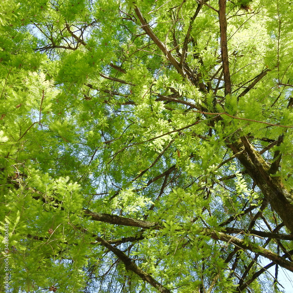 Fototapeta premium green leaves and sky