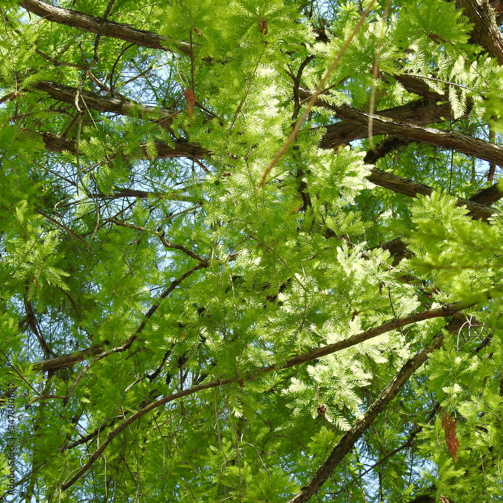 Fototapeta premium green maple leaves