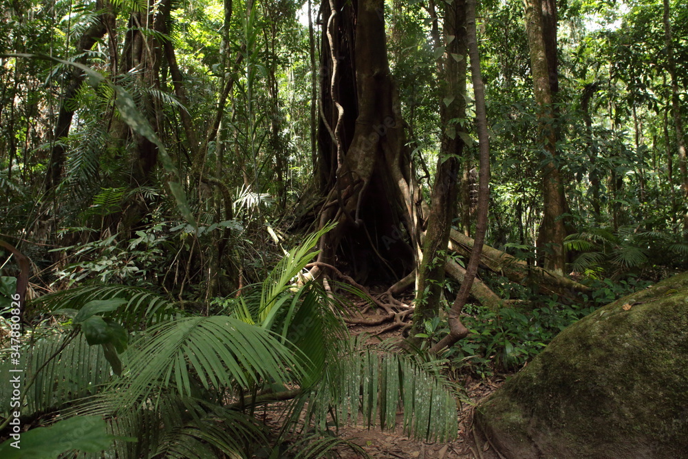 tropical forest in Mossman Gorge centre, Queensland, Australia tropical forest in Mossman Gorge centre, Queensland, Australia