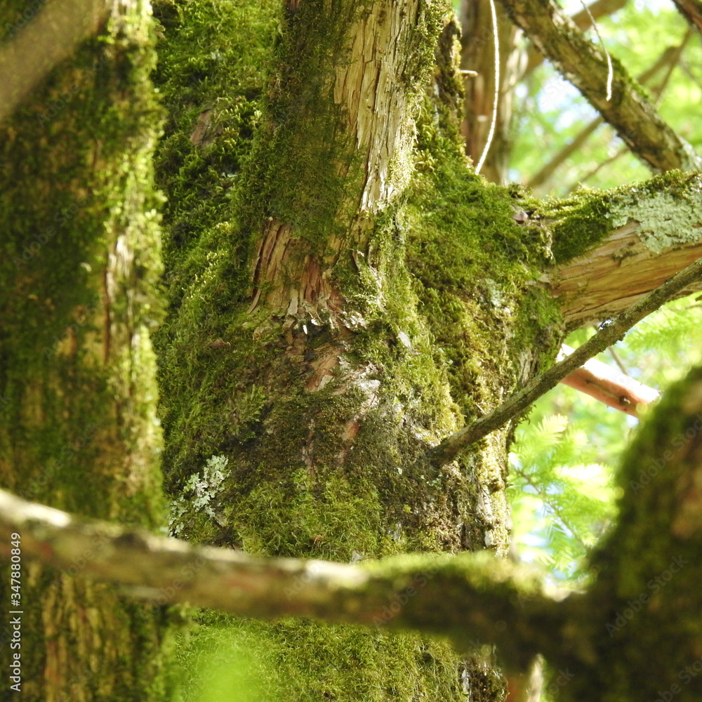 Obraz premium tree in the forest