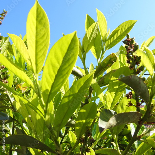 green leaves on a tree