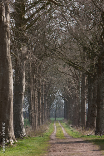 Lane with beechtrees  Maatschappij van Weldadigheid Frederiksoord Drenthe Netherlands photo