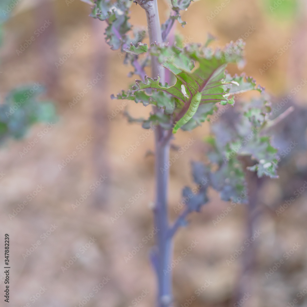 Shallow DOF caterpillar insect crawling on curled kale at raised bed garden in Dallas, Texas, USA Shallow DOF caterpillar insect crawling on curled kale at raised bed garden in Dallas, Texas, USA
