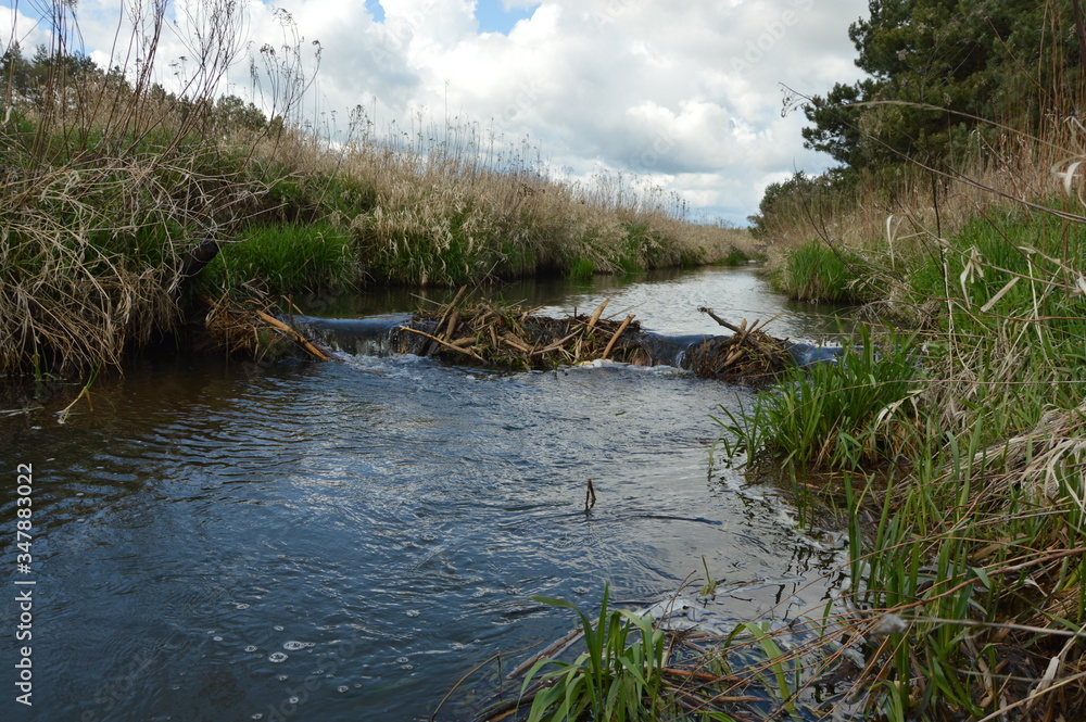 dam made by beavers on a small river