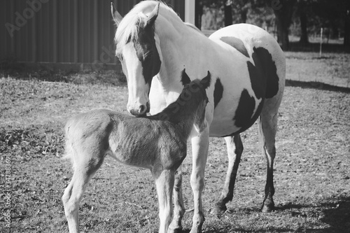 Paint mare horse with colt foal showing tender love and affection in black and white on farm.