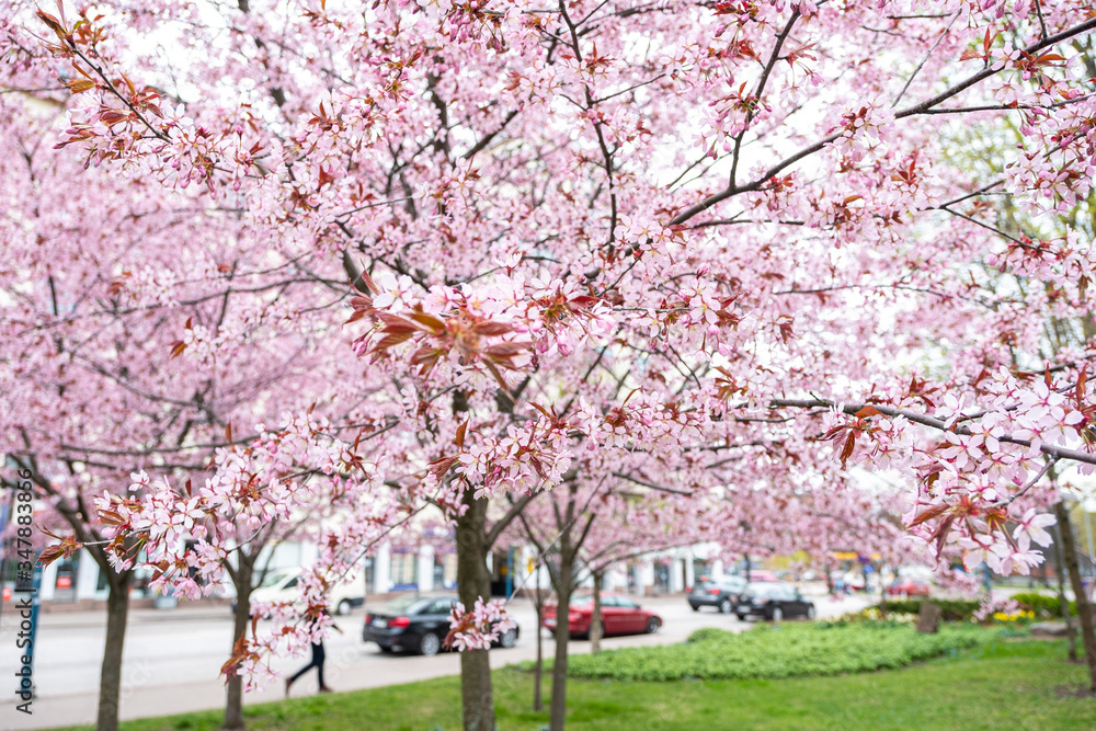 Branches of cherries, cherries, flowering season. Cherry trees in spring wa city street.