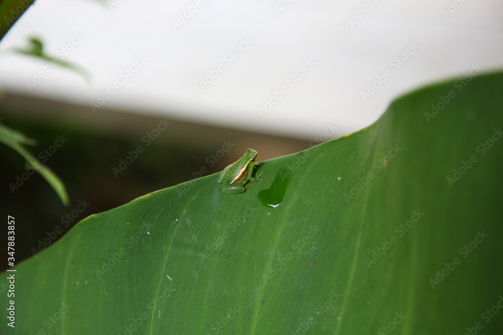 Obraz premium closeup of Wild little cute glass Frog sitting on leaf in amazon rainforest, Brazil