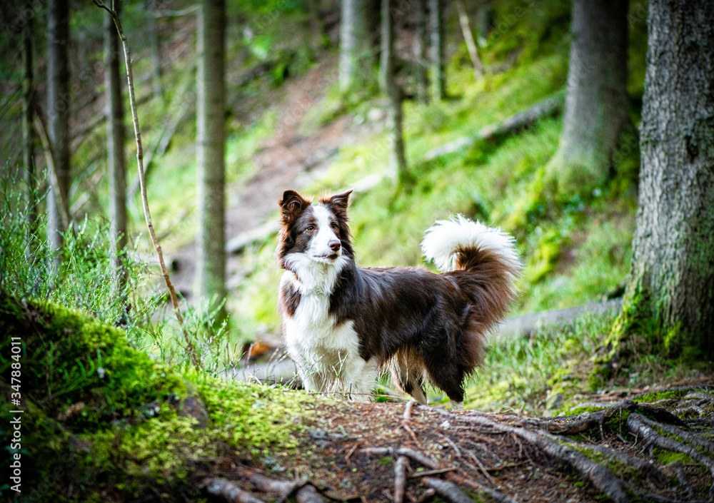 wild dog in the forest wild dog in the forest