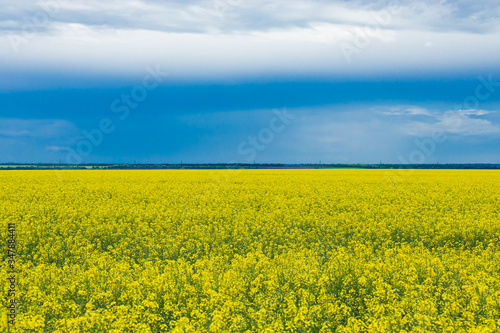 The dark blue sky is a field. White clouds. Rain is on the horizon. Fields with yellow rapeseed flowers.