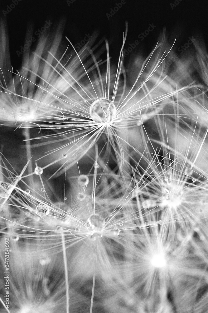 Naklejka premium white dandelion macro texture