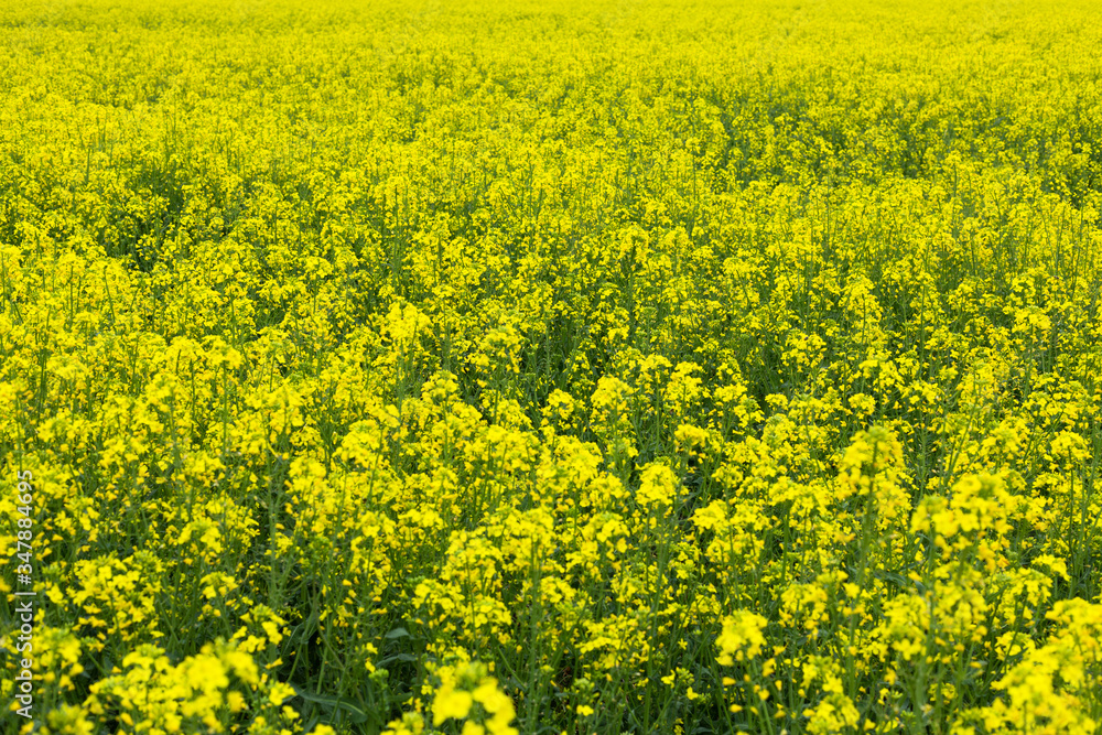 Background of green stalks of yellow rape flowers Background of green stalks of yellow rape flowers
