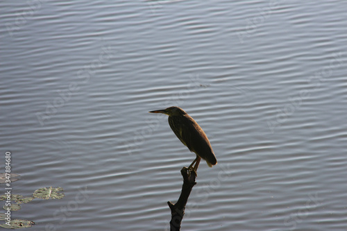 Beautiful Bird near water