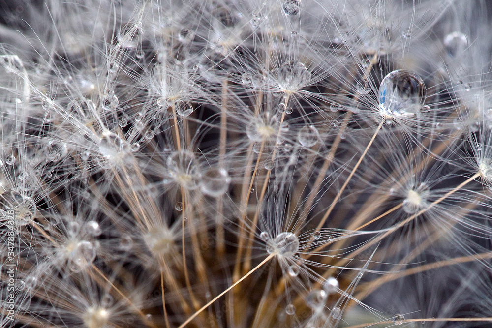 white dandelion macro texture white dandelion macro texture