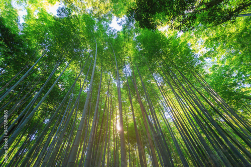 Bamboo forest scenic view with sun ray beam at arashiyama  Kyoto  Japan