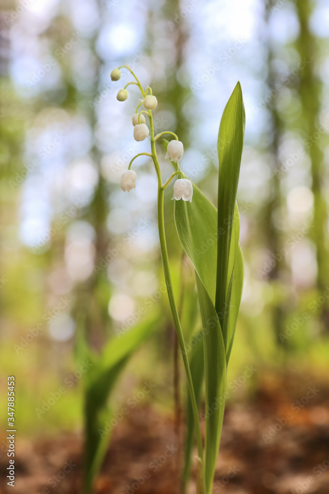 Obraz premium Lilies of the valley in their natural environment in the forest.