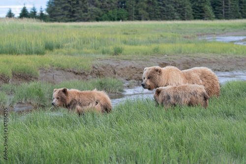 Coastal Brown Bear  Ursus arctos  family in Lake Clark NP  Alaska