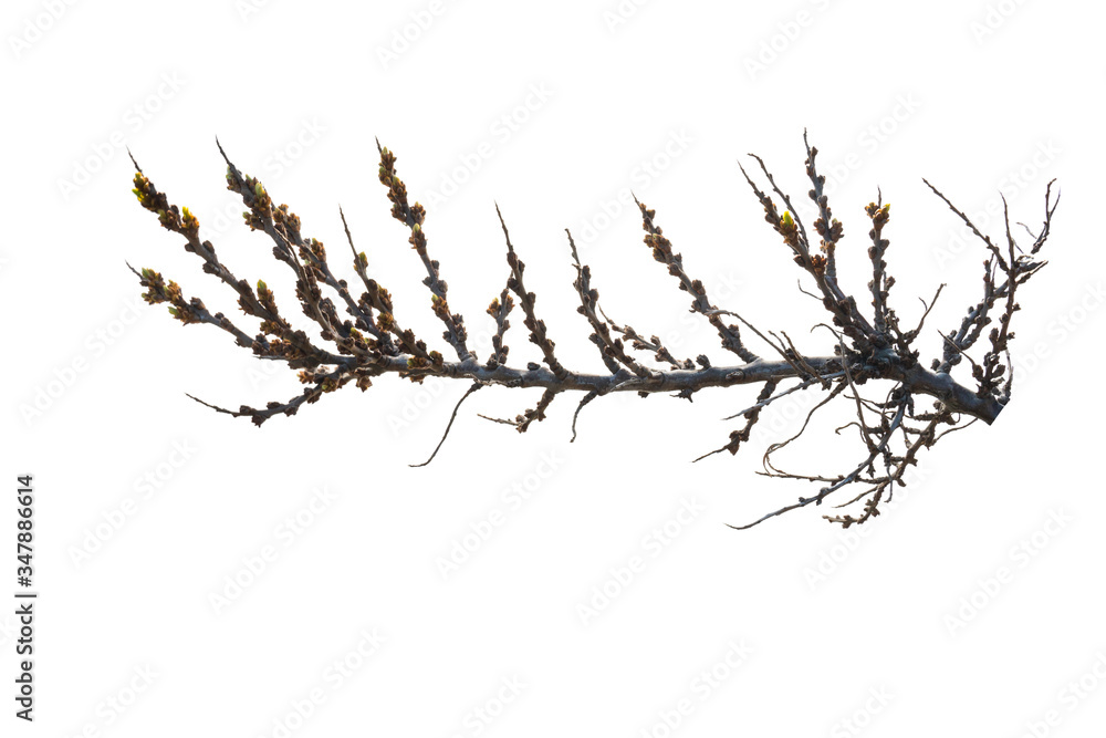 sea buckthorn branch with young green leaves on a white background